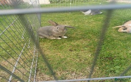 Mixed Breed rabbits for sale: Gorgeous Mixed Breed Rabbits  - Image 2