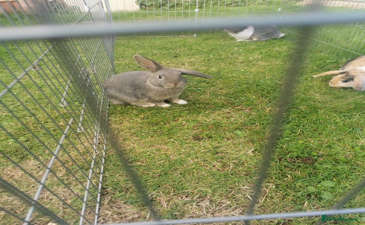 Mixed Breed rabbits - Advert 19