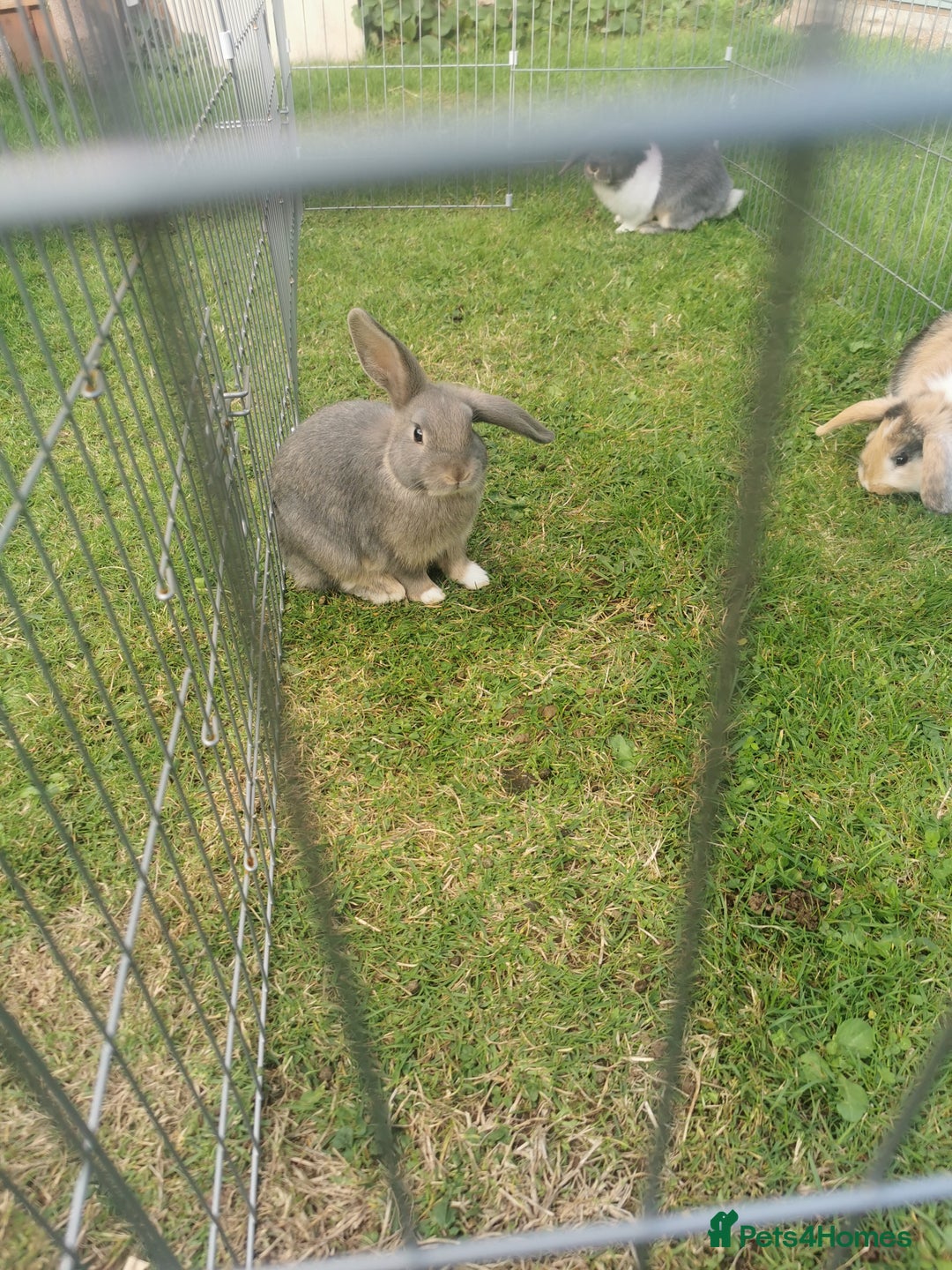 Mixed Breed rabbits for sale: Gorgeous Mixed Breed Rabbits  - Image 2