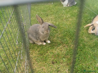 Mixed Breed rabbits - Advert 17