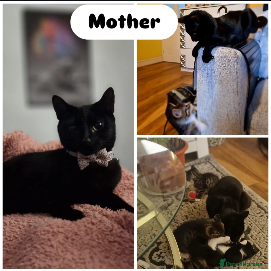 Mixed Breed cats 3mixed breed kittens and 1 purebreed Bombay kitten - Advert 2