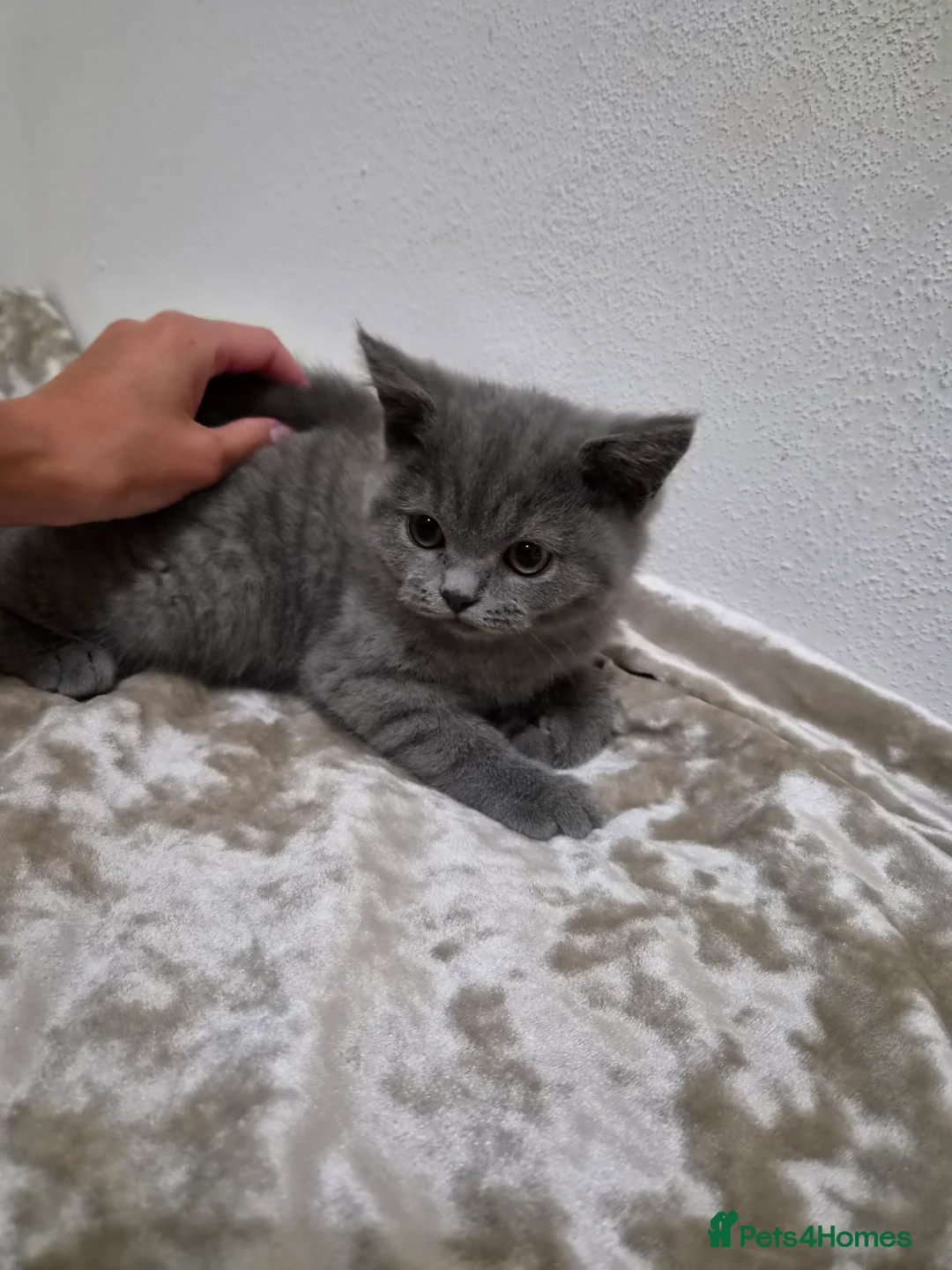 British Shorthair cats for sale: British Shorthair Kittens  - Advert 15