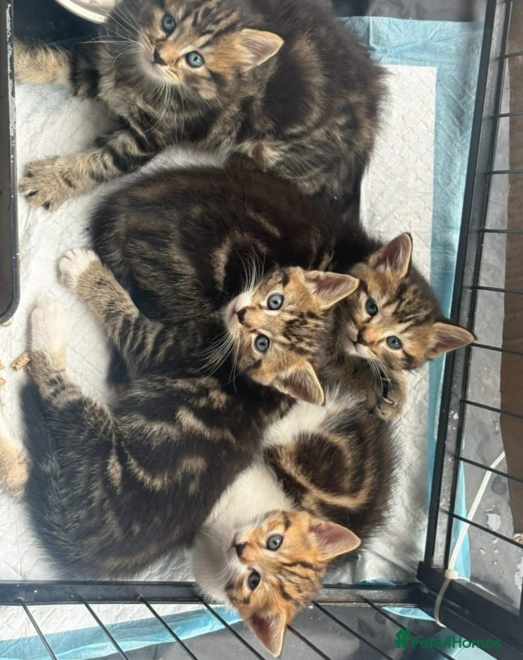 Mixed Breed cats for sale: Bangel mixed kitten  - Advert 3