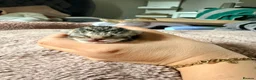 Domestic Shorthair cats for sale: Beautiful kittens  in Tadley - Advert 5