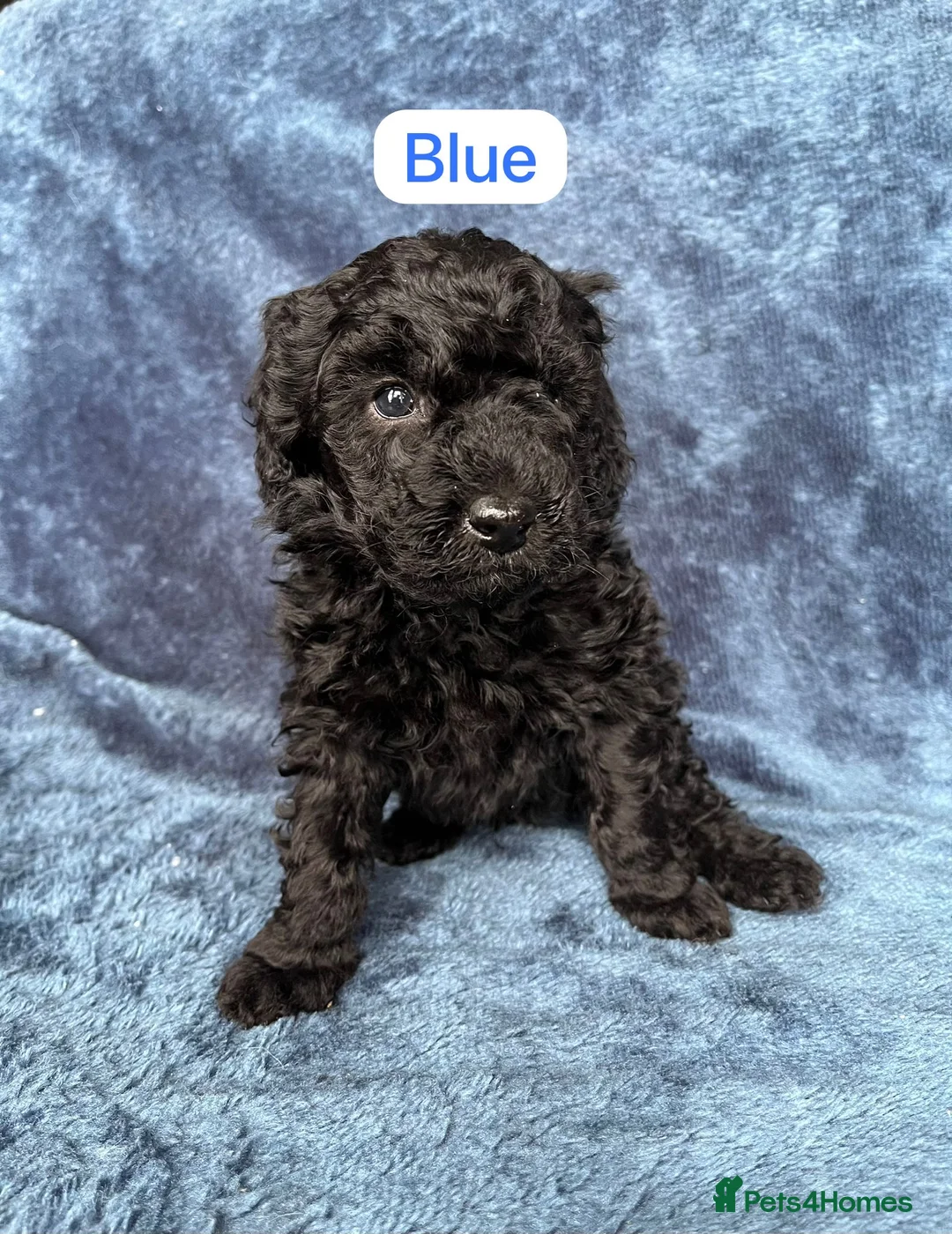 Bordoodle dogs for sale: Bordoodle x Toy Poodle puppies - phantom in Inverness - Advert 2