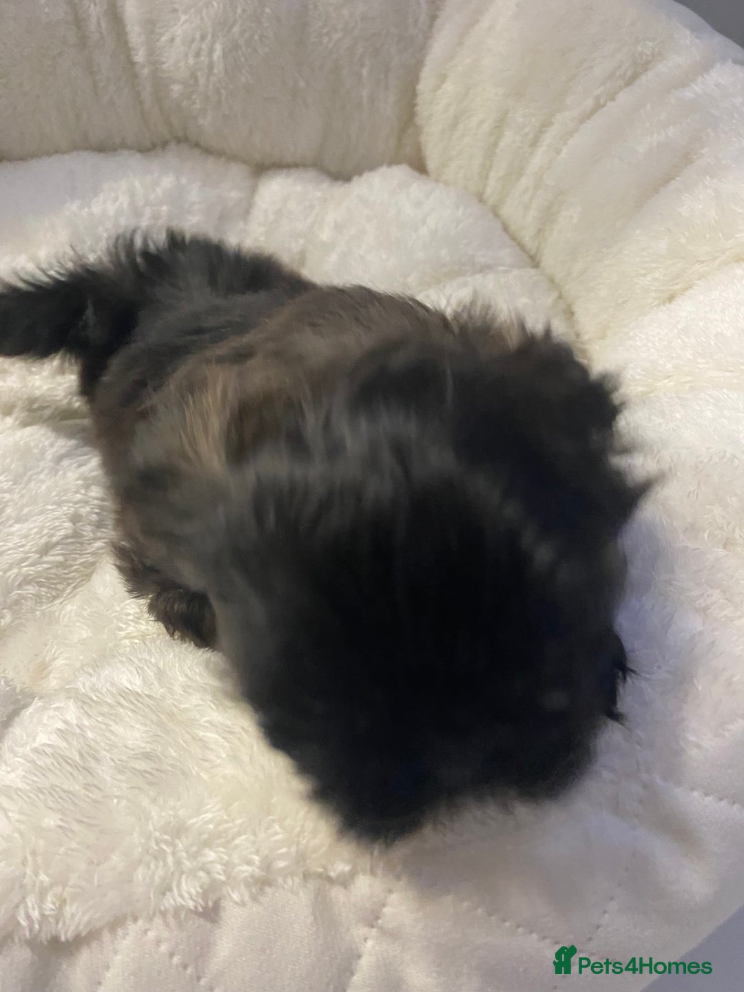 Shih Tzu dogs for sale: Imperial Shih Tzu three girls available - Advert 20