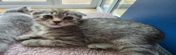 Scottish Fold cats for sale: *READY SOON* Beautiful Grey Scottish Fold Kittens - Advert 7