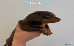 Dachshund dogs for sale: dachshund puppy’s for sale - Image 14