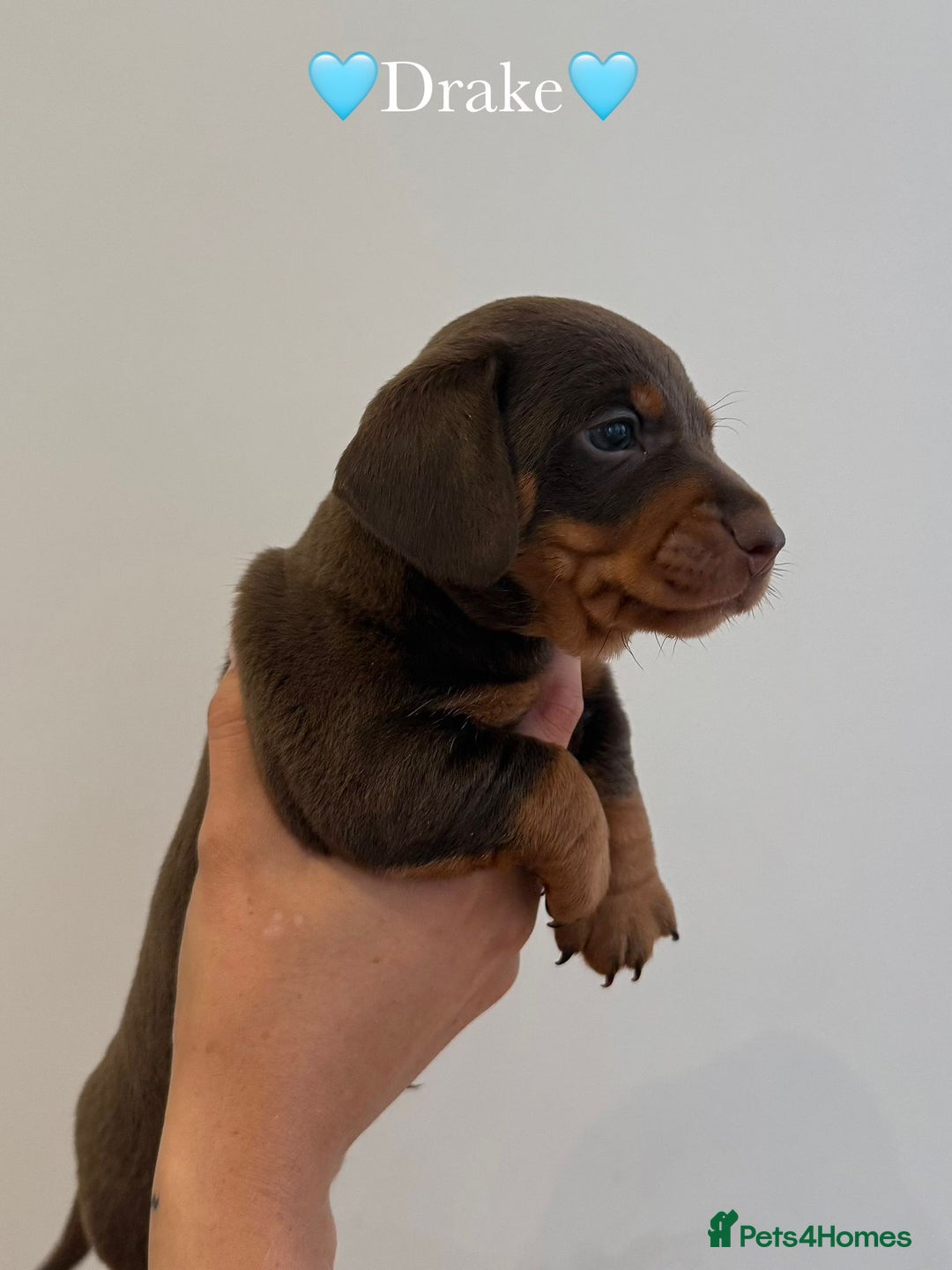 Dachshund dogs for sale: dachshund puppy’s for sale - Image 14