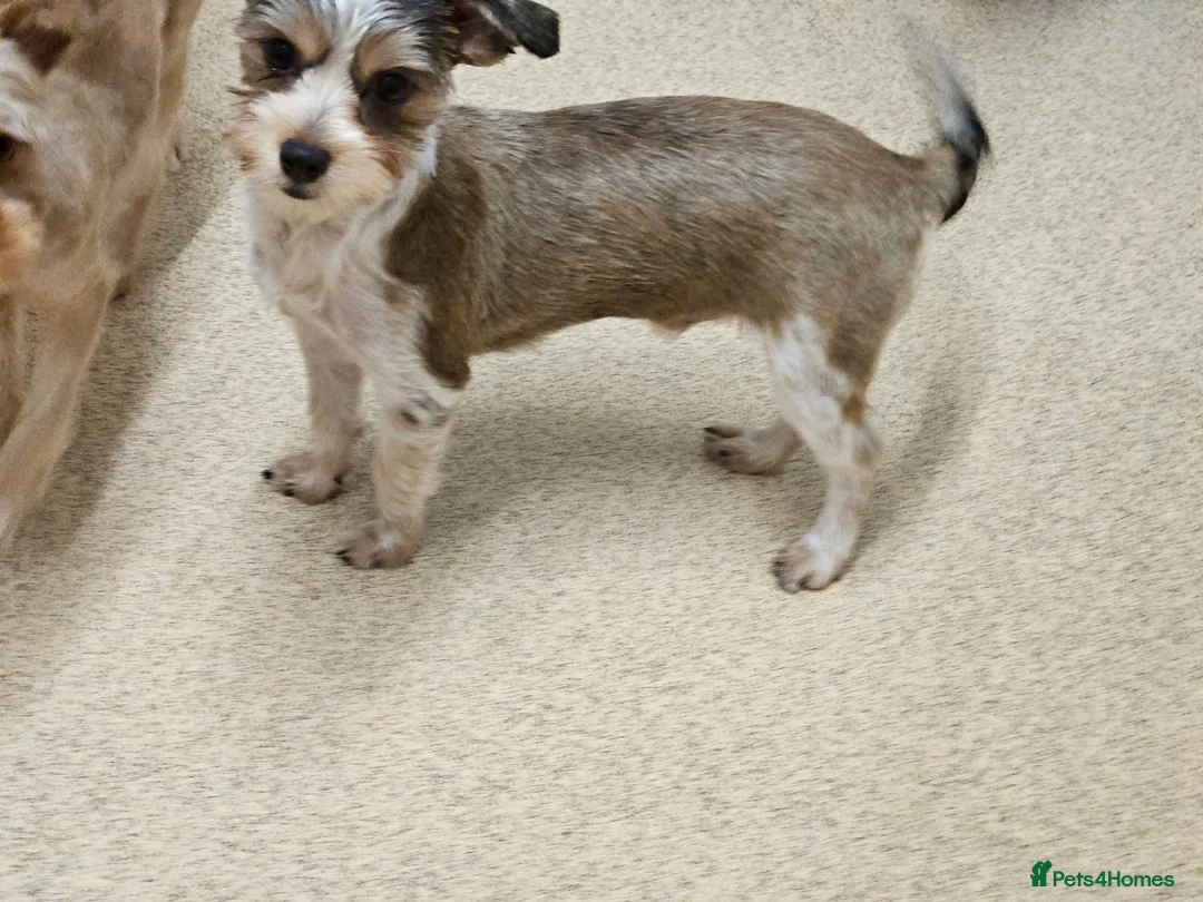 Yorkshire Terrier dogs for sale: 💜 DNA tested parents 💜 White Ocean Pearl boy  - Advert 6