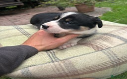 Border Collie dogs for sale: Border Collie - Image 14