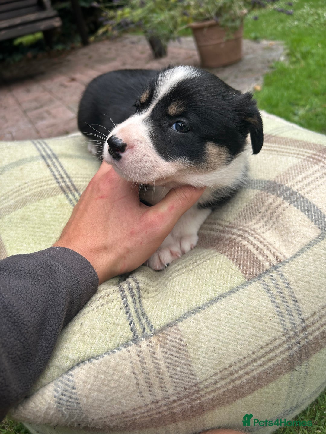 Border Collie dogs for sale: Border Collie - Image 14