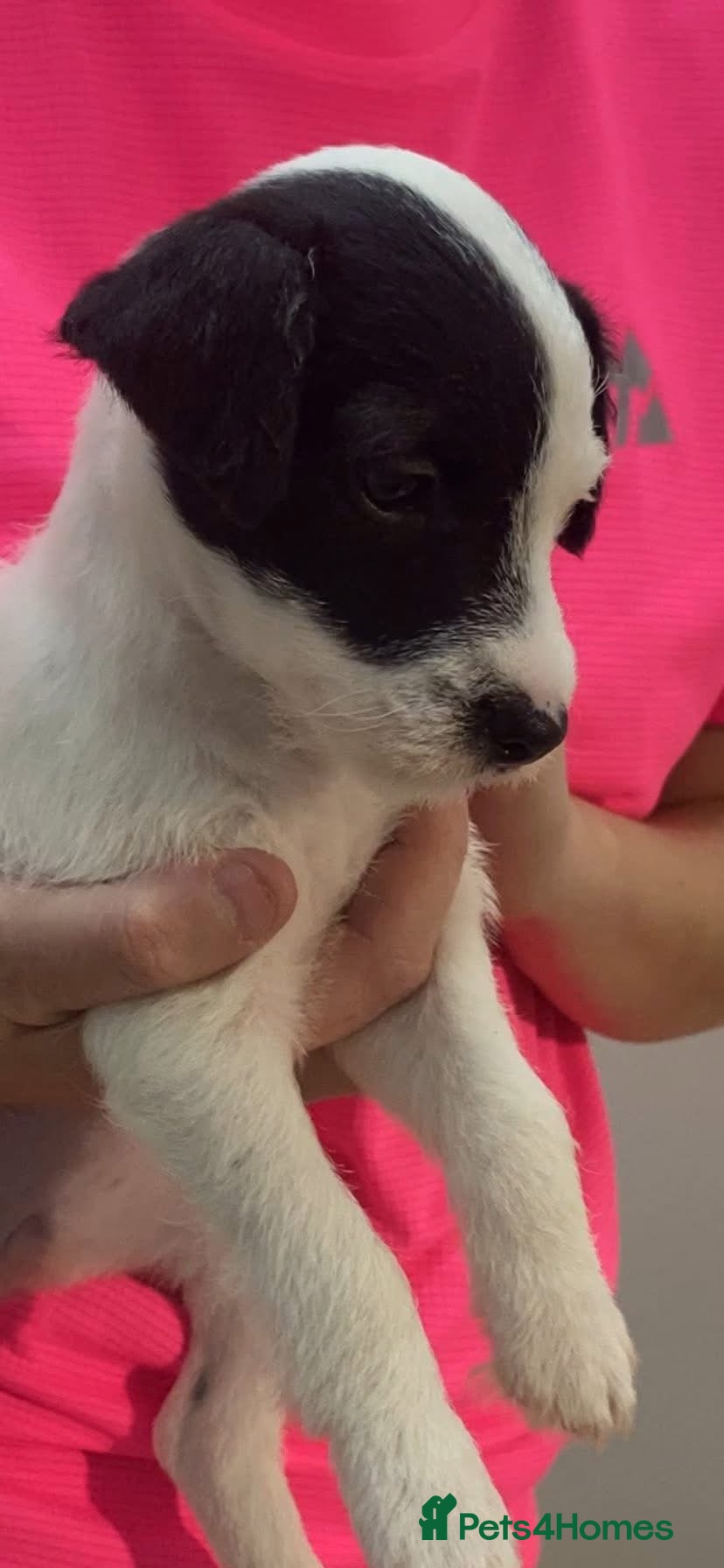 Parson Russell dogs Kennel Club Reg Champion pedigree bred puppy’s  - Advert 5