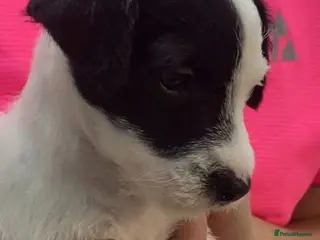 Parson Russell dogs Kennel Club Reg Champion pedigree bred puppy’s - Advert 5