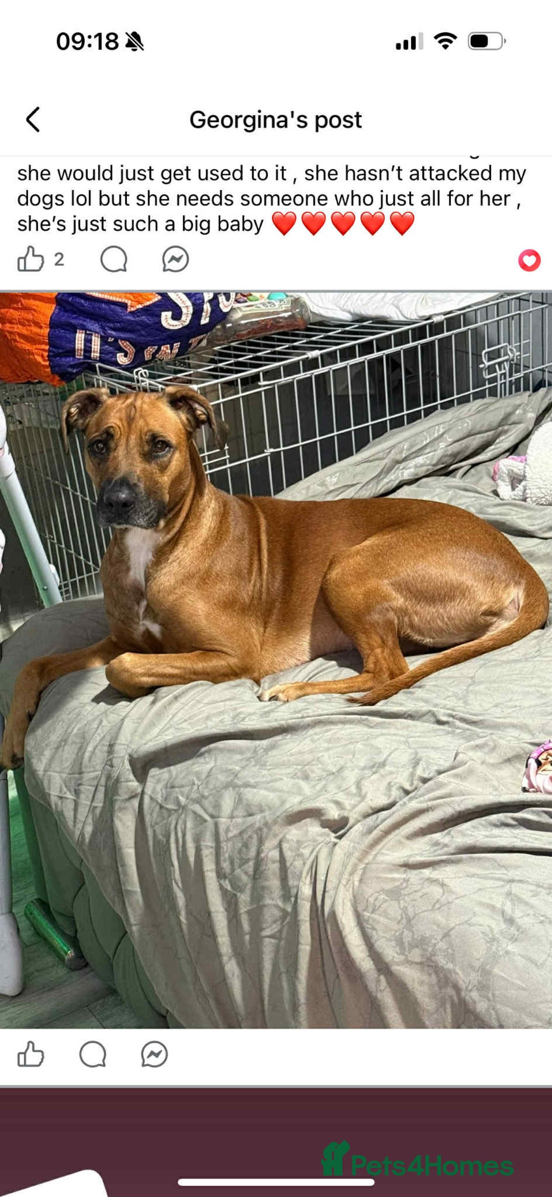 Mixed Breed dogs for sale: Staffy cross. In need of good home!  - Advert 5