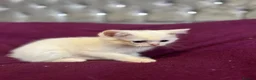 British Shorthair cats for sale: Gccf British Shorthair kittens  - Advert 11