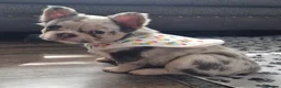 French Bulldog dogs for sale:  Open to offers Beautiful French Bulldog  - Advert 14