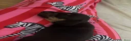 Miniature Dachshund dogs for sale: Miniature dachshunds  - Advert 4