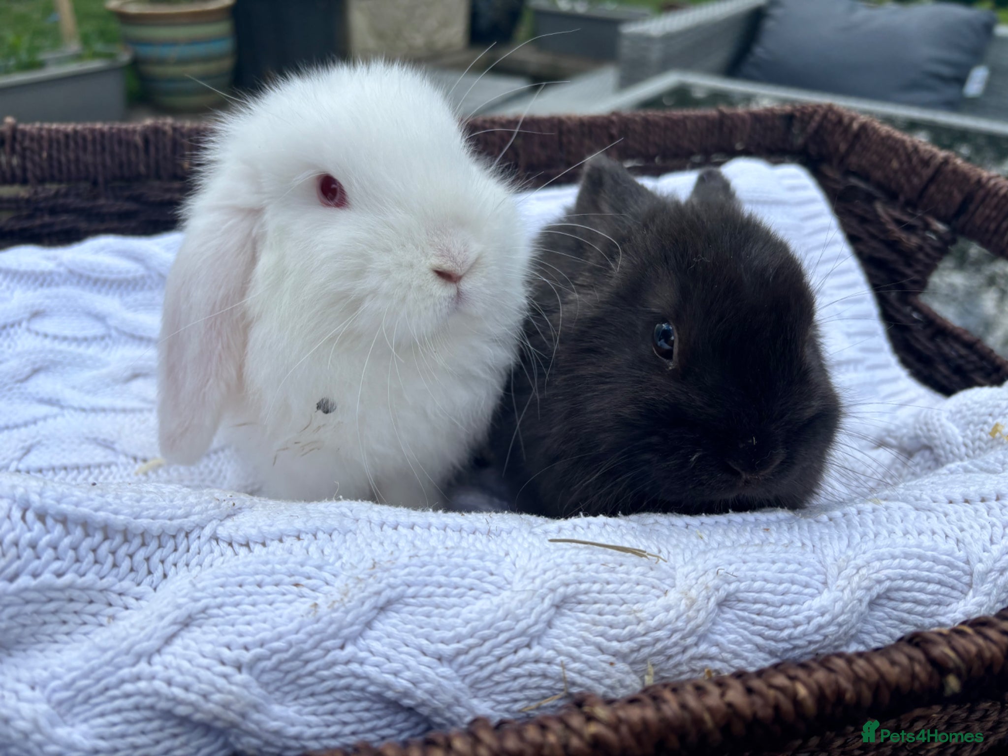 Mini Lop rabbits Last two  bucks available  - Advert 14