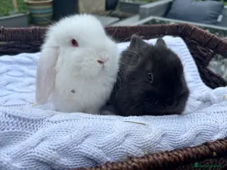 Mini Lop rabbits Last two bucks available - Advert 14