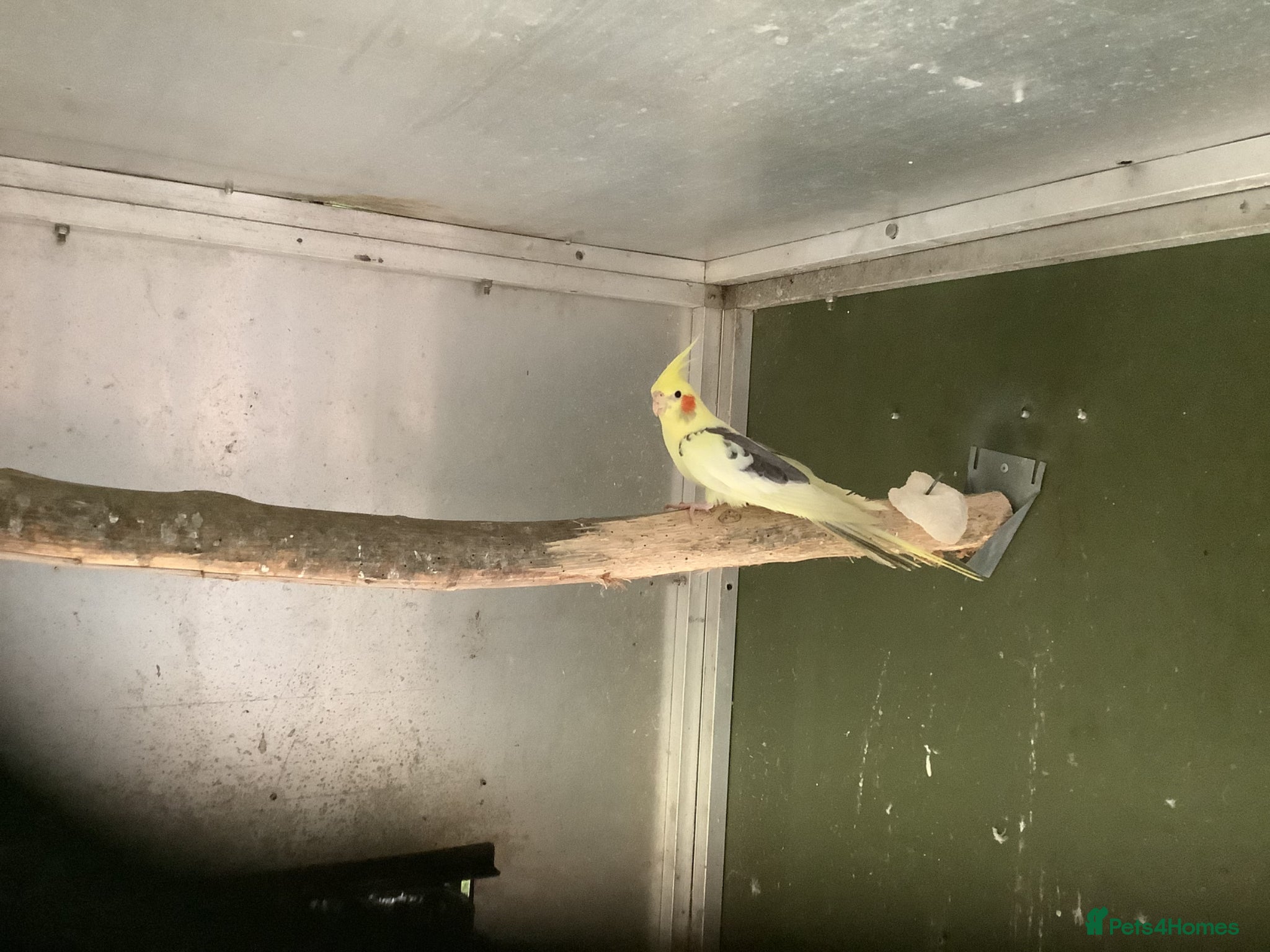 Cockatiels birds Male Pied Cockateil 2025 - Advert 1