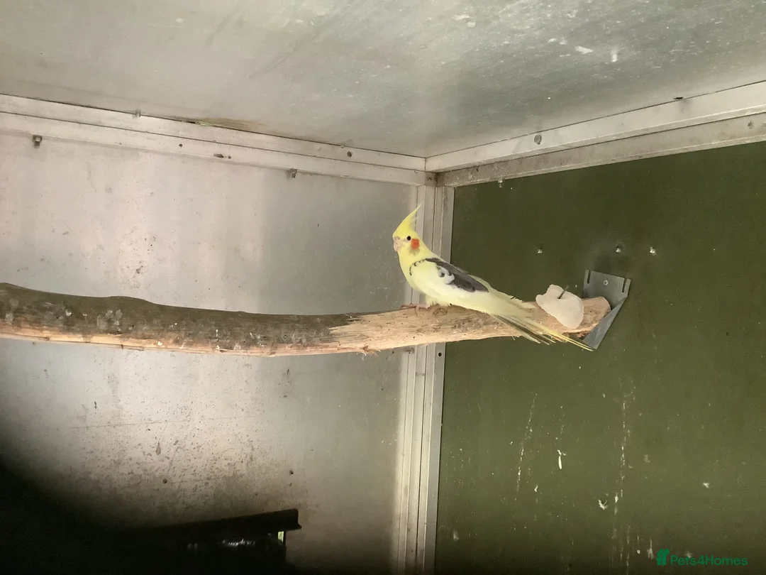 Cockatiels birds for sale: Male Pied Cockateil 2025 - Advert 1