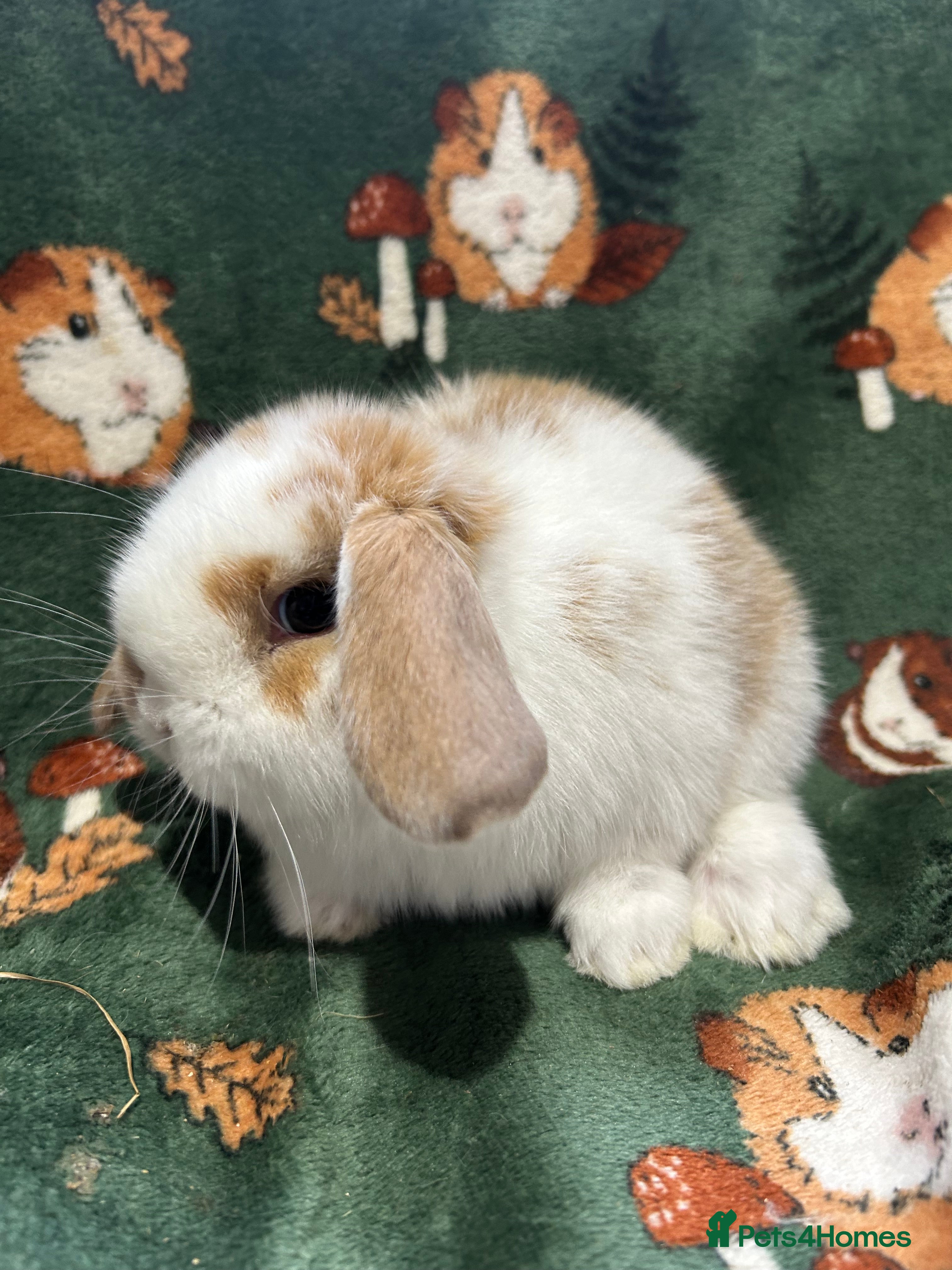 Mini Lop rabbits Beautiful Baby Mini Lops for sale  - Advert 2
