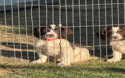 English Springer Spaniel dogs for sale: Springer spaniel pups  - Image 1
