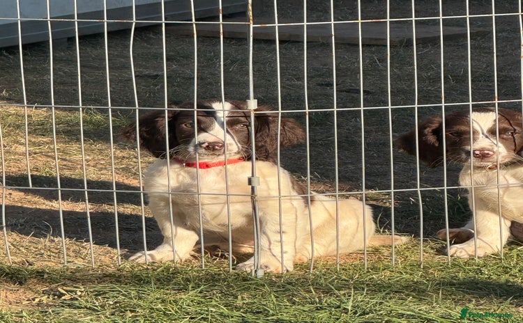 English Springer Spaniel dogs - Advert 1