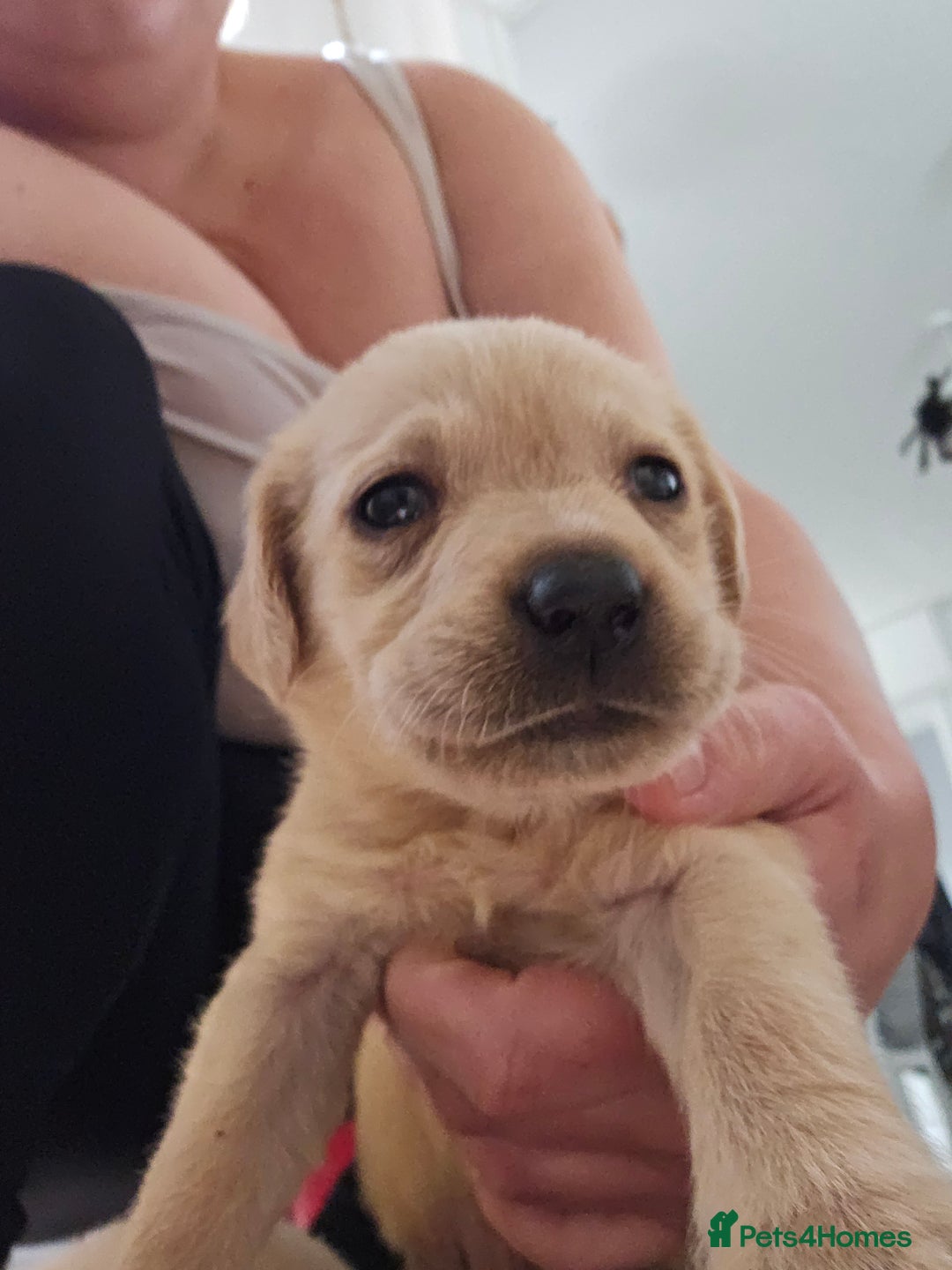 Labrador Retriever dogs for sale: Miss Danielle carter - Image 5