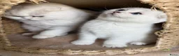 Scottish Fold cats for sale: Grandchampion Dad show Quality Rare scottish fold! - Advert 4