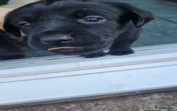 Labrador Retriever dogs for sale: Family bred Labrador puppies - Image 9