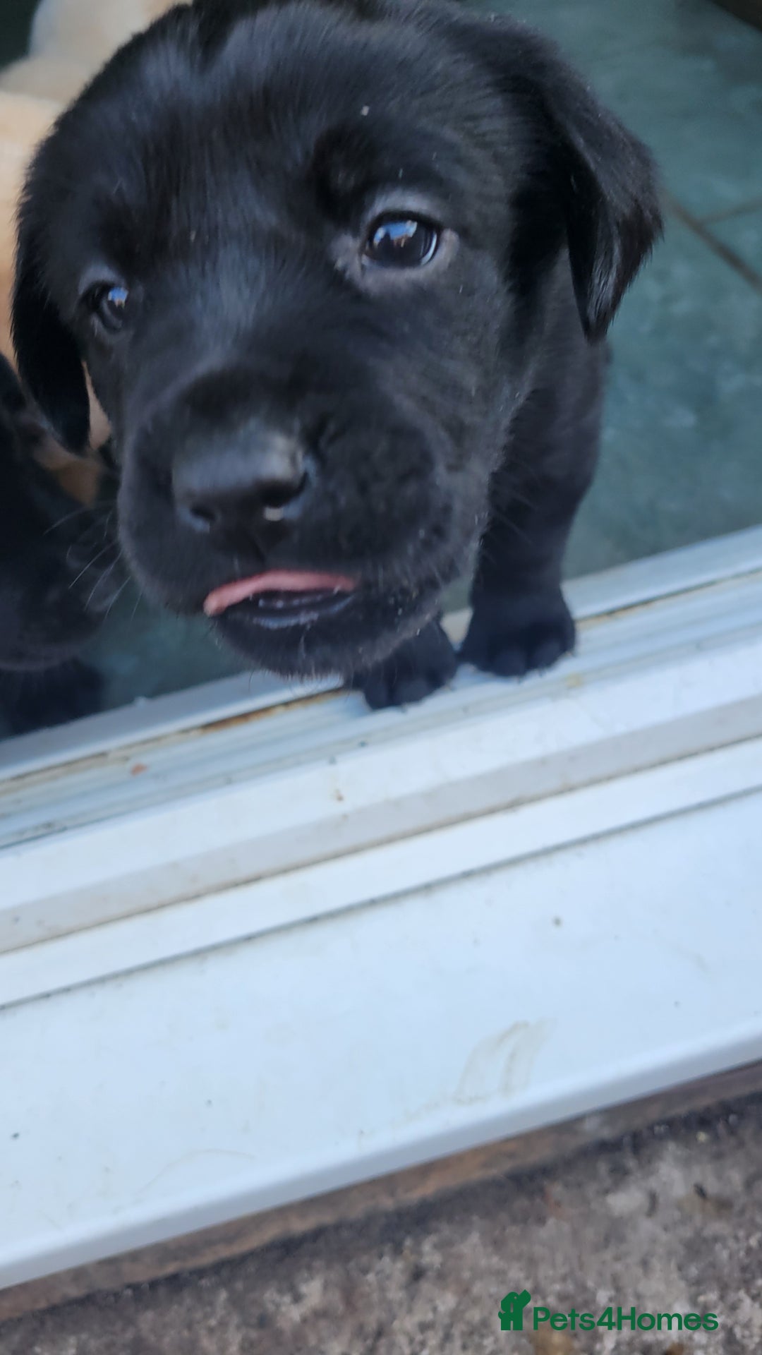 Labrador Retriever dogs for sale: Family bred Labrador puppies - Image 9
