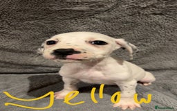 Mixed Breed dogs for sale: Dalmatianxboxer puppies  - Image 21