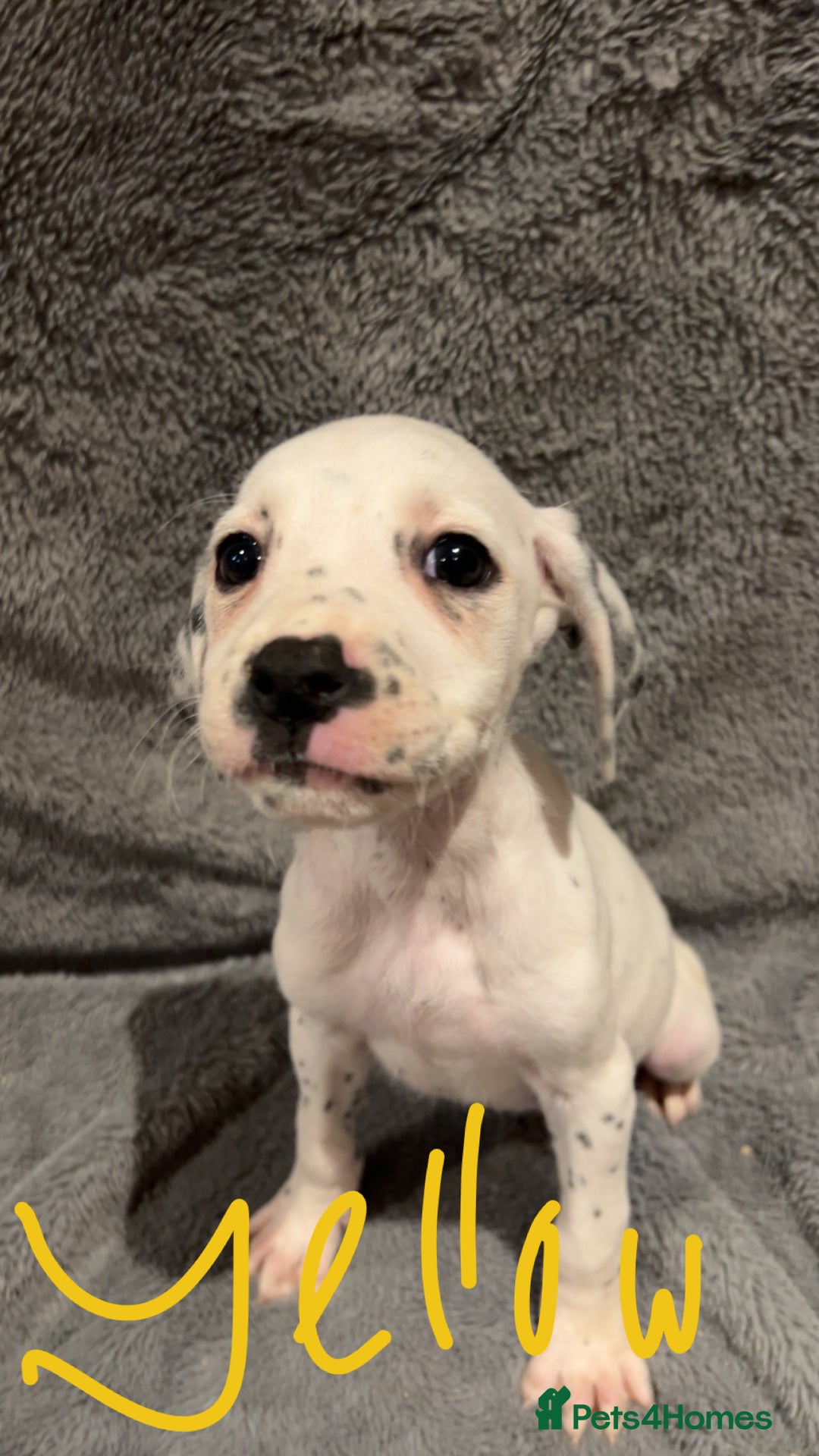 Mixed Breed dogs for sale: Dalmatianxboxer puppies  - Image 21