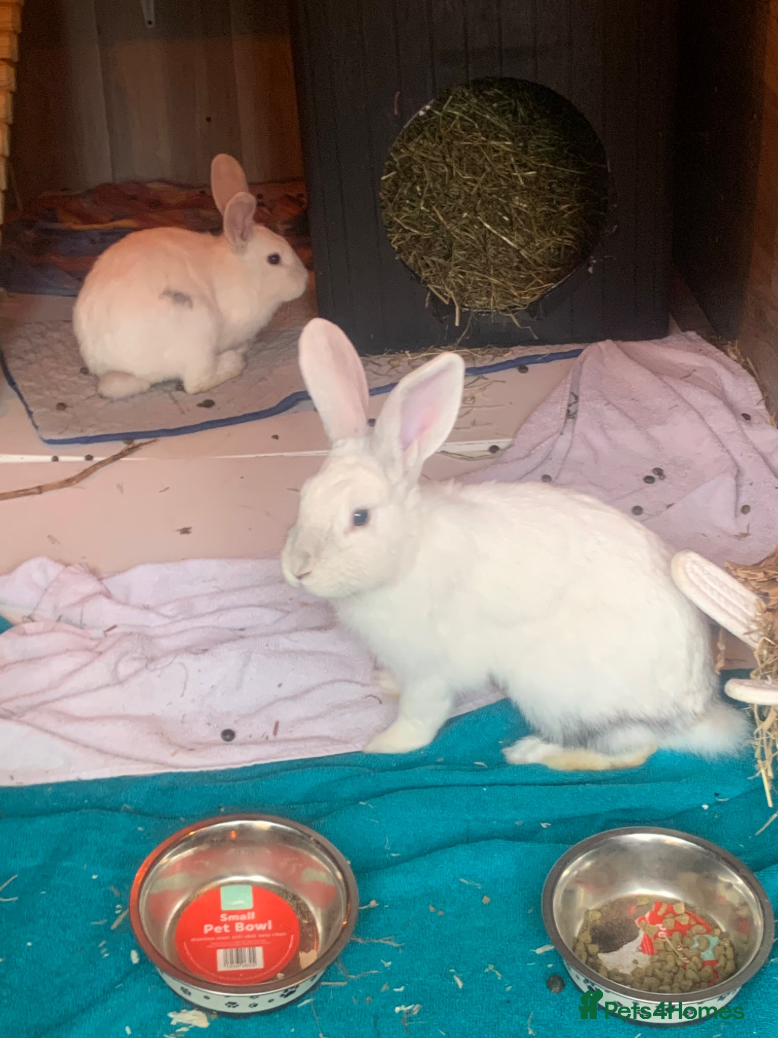 Mini Lop rabbits Continental giant x mini lop - Advert 7
