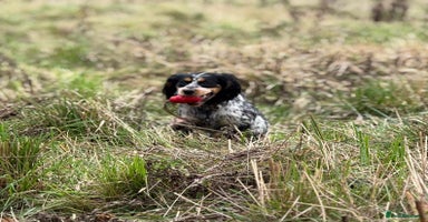 Cocker Spaniel dogs - Advert 1
