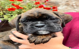 Boxer dogs for sale: Gorgeous boxer puppies from health tested parents  - Image 6