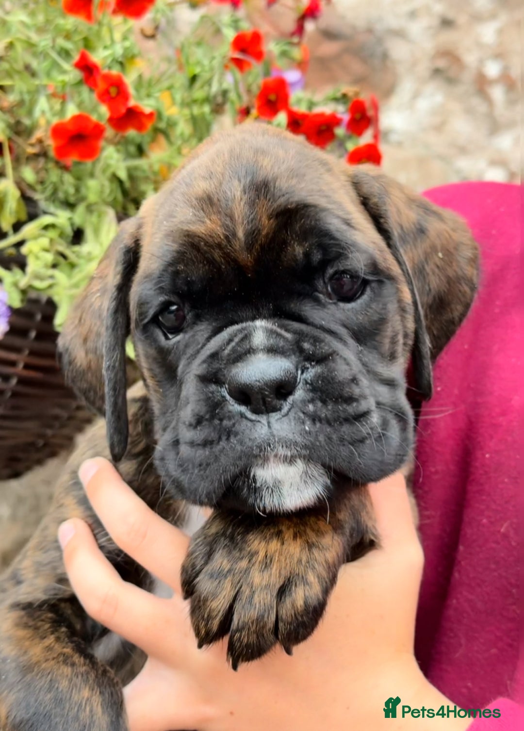 Boxer dogs for sale: Gorgeous boxer puppies from health tested parents  - Image 6