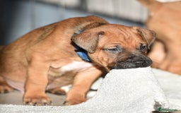 Mixed Breed dogs for sale: Bullherders top working lines  - Advert 15