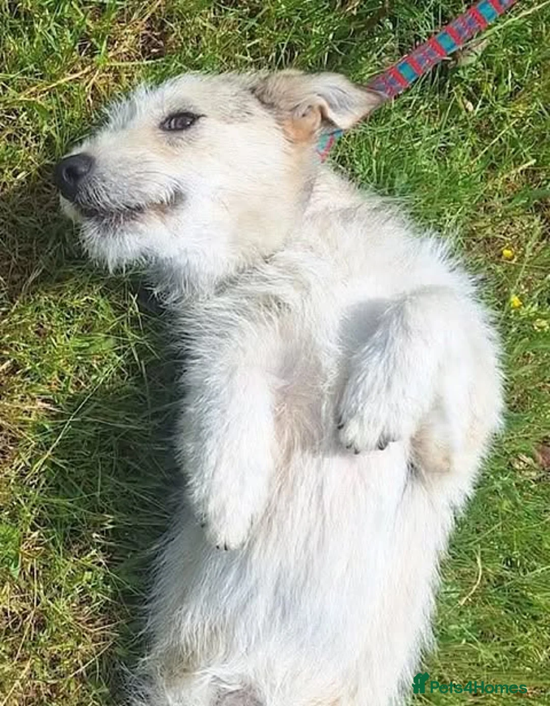 Mixed Breed dogs for adoption: 🐾 Flynn — Medium Boy Ready for His Forever Home - Advert 2