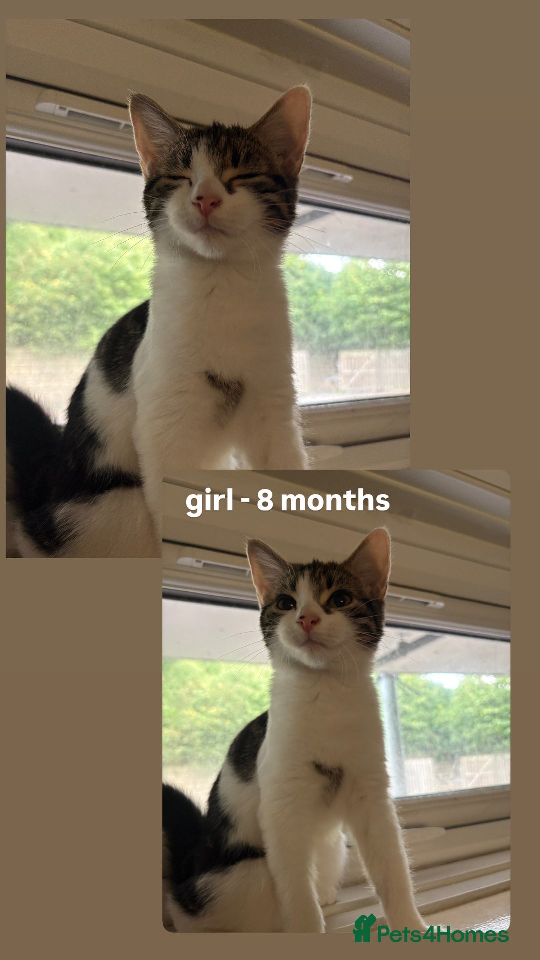 Domestic Shorthair cats for sale: kittens available for adoption  - Advert 1