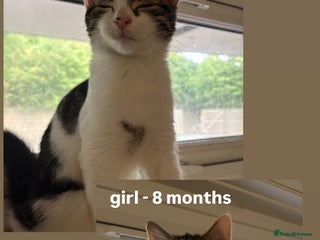 Domestic Shorthair cats kittens available for adoption - Advert 2