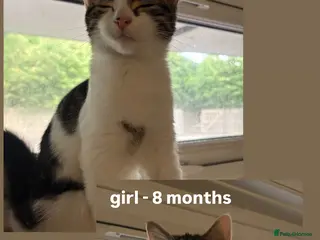 Domestic Shorthair cats kittens available for adoption - Advert 15