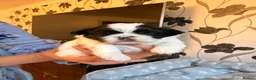 Pekingese dogs for sale: Pekingese puppies - Advert 5