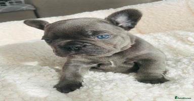 French Bulldog dogs KC registered French Bulldog Puppies - Advert 12