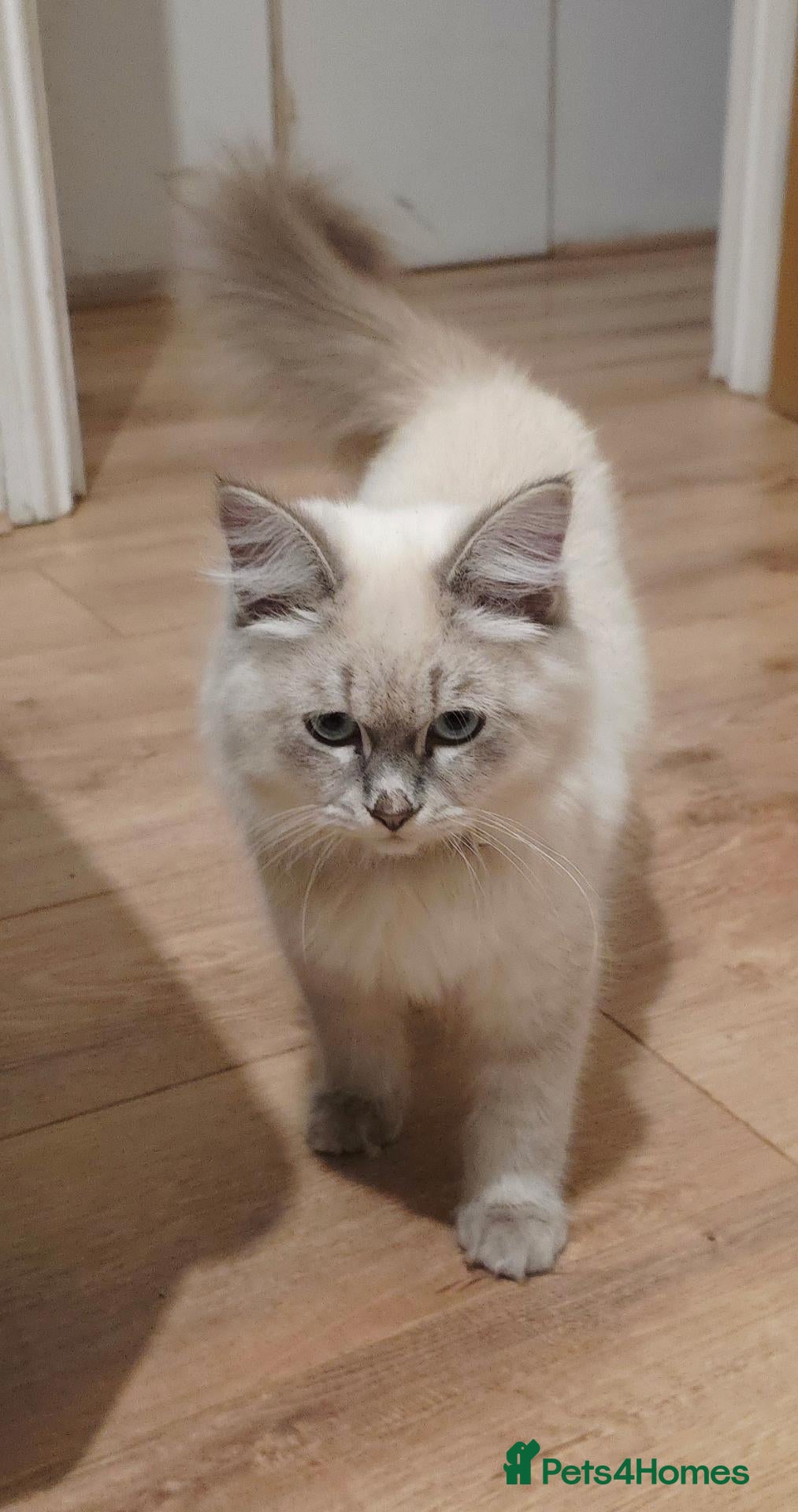 Siberian cats Stunning Siberian Neva Masquerade Male  - Advert 3
