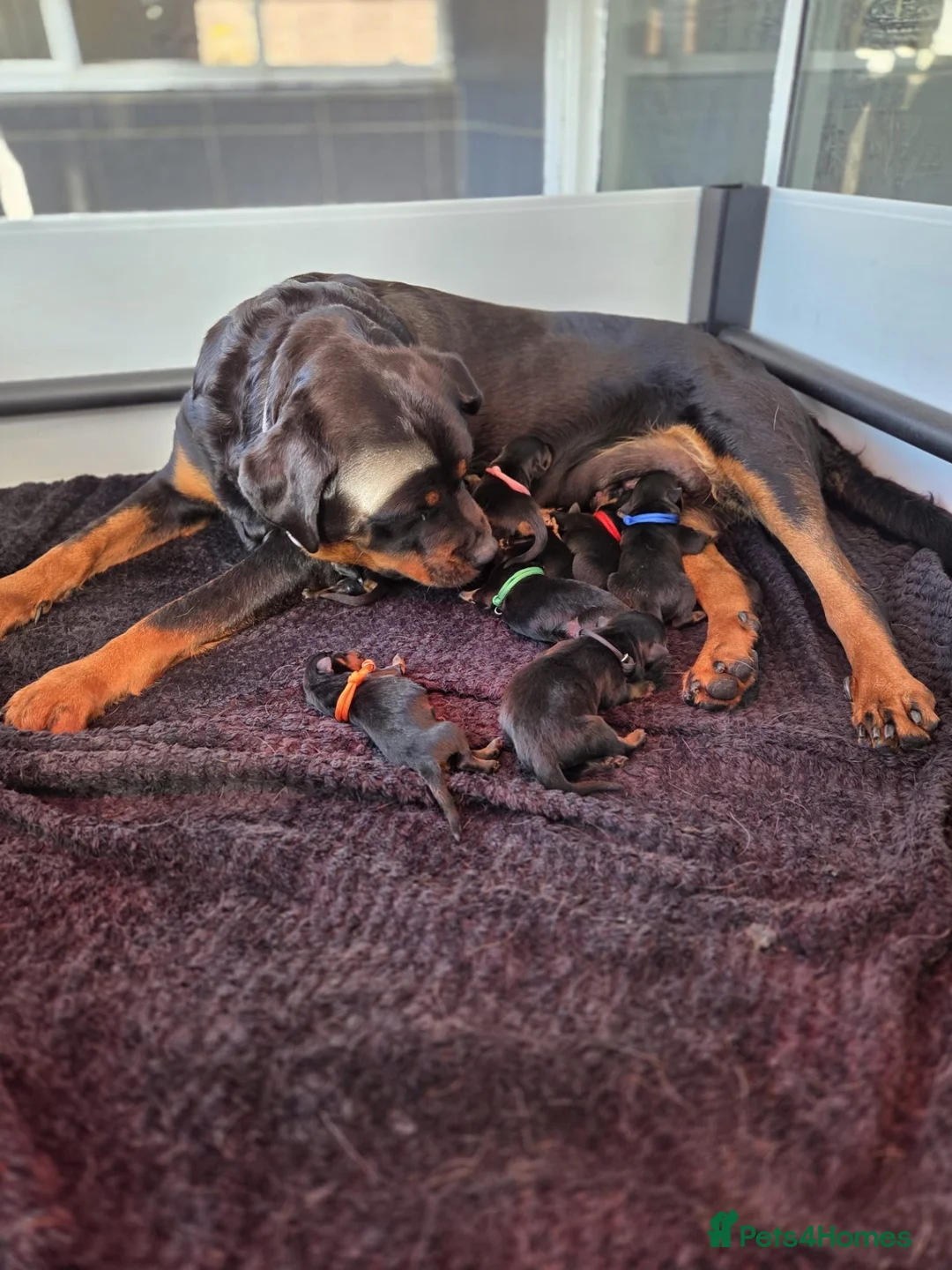 Rottweiler dogs for sale: Gorgeous Rottweiler Puppies - Advert 2