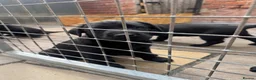 Labrador Retriever dogs for sale: Labrador puppies  in Ashbourne - Advert 3
