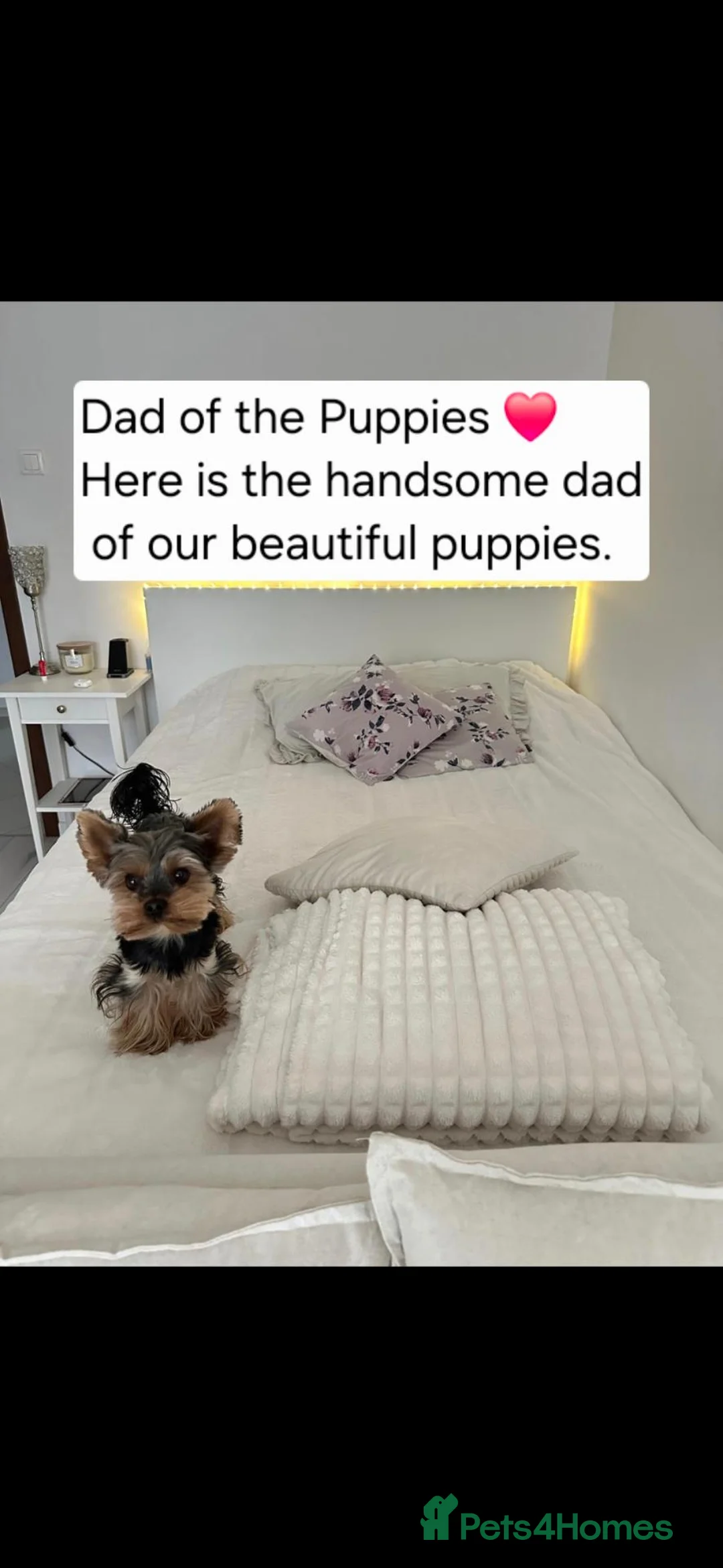 Yorkshire Terrier dogs for sale: Adorable Tiny Miniature Yorkshire Puppies for Sale - Advert 8